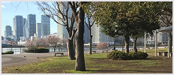 写真：江東区豊洲ふ頭内公園（豊洲ぐるりパーク）